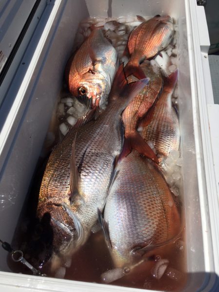 エヌスタイル 釣果