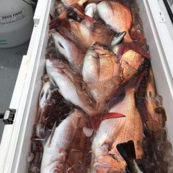 エヌスタイル 釣果