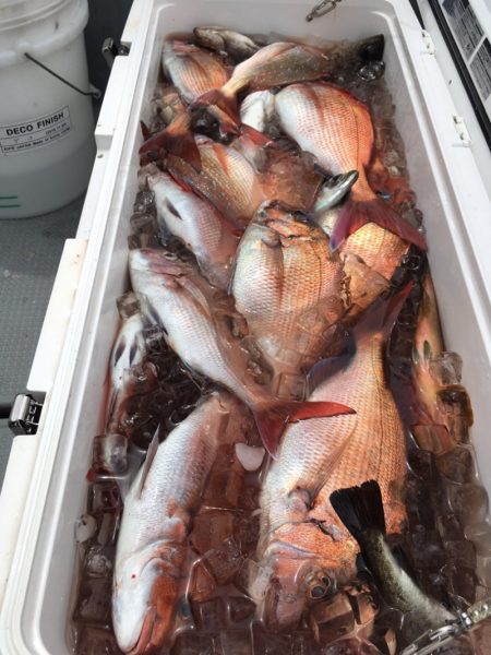 エヌスタイル 釣果