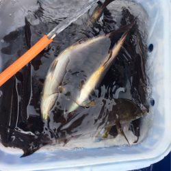 敷嶋丸 釣果