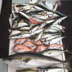 エムズジャーク(M’s JERK) 釣果