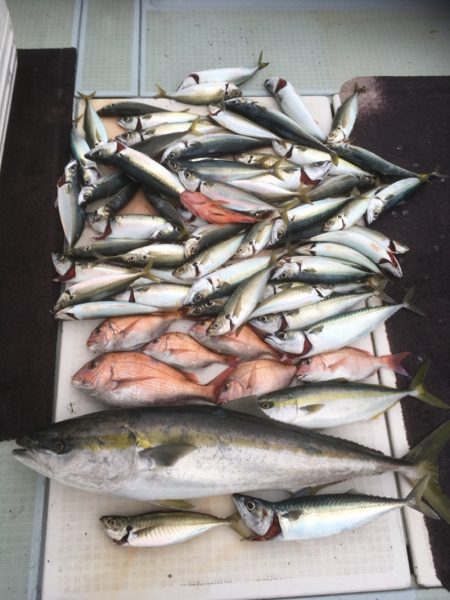 エムズジャーク(M’s JERK) 釣果