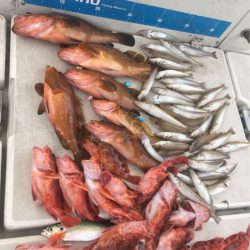 末広丸(熊本) 釣果