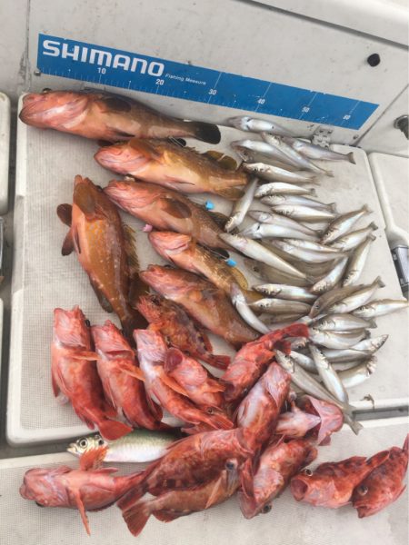 末広丸(熊本) 釣果