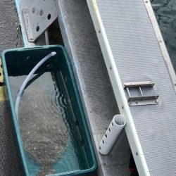 シーランチ 釣果