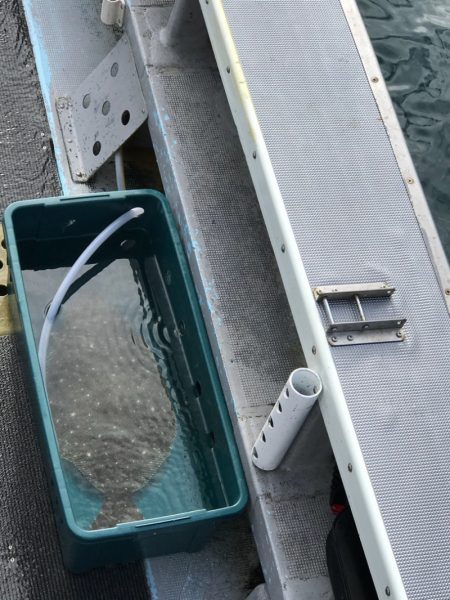 シーランチ 釣果