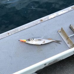 シーランチ 釣果