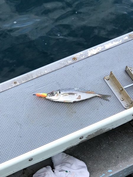 シーランチ 釣果