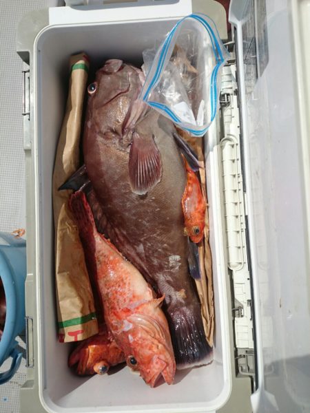 エンペラー 釣果