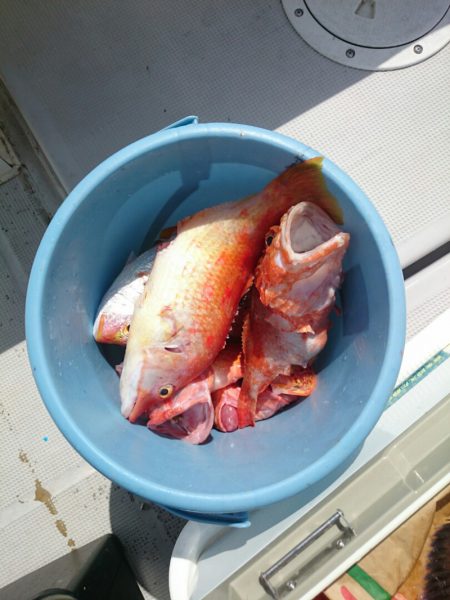 エンペラー 釣果