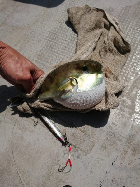 ありもと丸 釣果