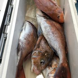 第二八坂丸 釣果