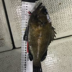 遊漁船メテオ 釣果