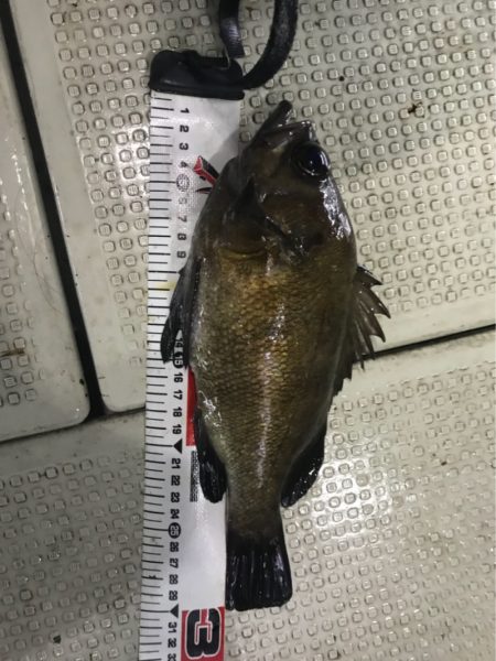 遊漁船メテオ 釣果