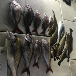 遊漁船メテオ 釣果