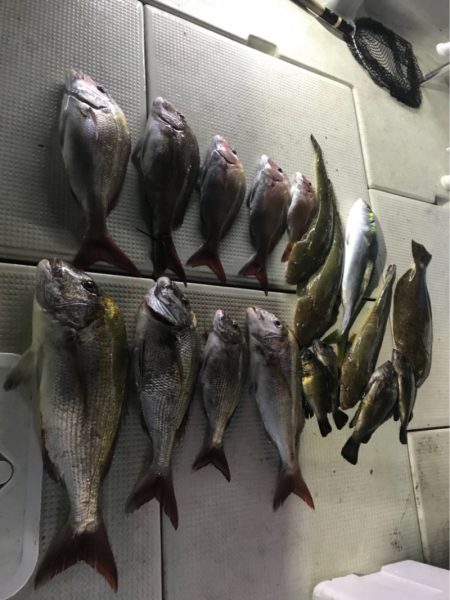 遊漁船メテオ 釣果