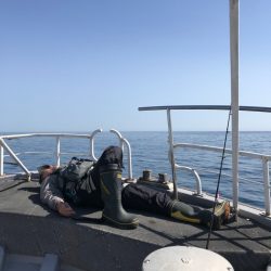 シーランチ 釣果