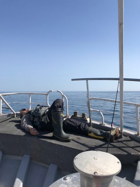 シーランチ 釣果