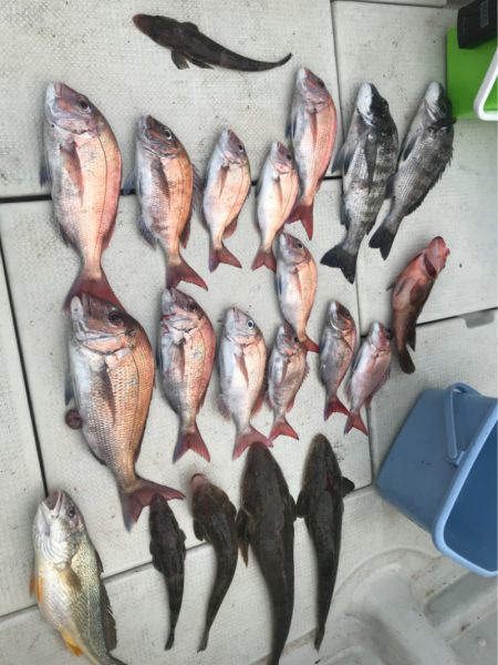 遊漁船メテオ 釣果