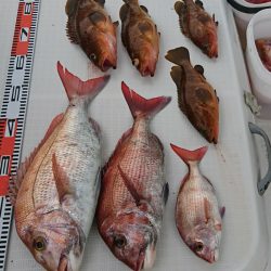 遊漁船 家入 釣果