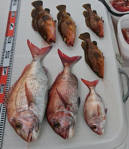 遊漁船 家入 釣果