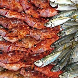 遊漁船 家入 釣果