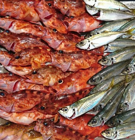 遊漁船 家入 釣果