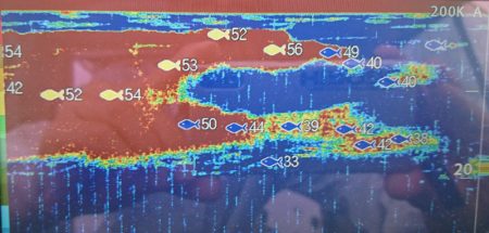遊漁船 家入 釣果