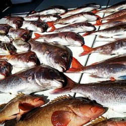 タイラバ遊漁船 ワンピース 釣果