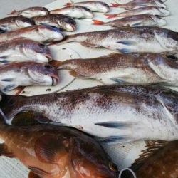 タイラバ遊漁船 ワンピース 釣果