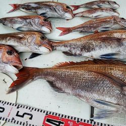 タイラバ遊漁船 ワンピース 釣果