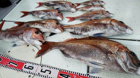 タイラバ遊漁船 ワンピース 釣果