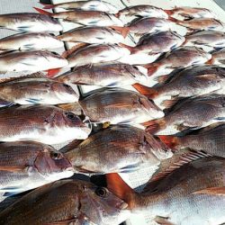 タイラバ遊漁船 ワンピース 釣果