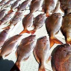 タイラバ遊漁船 ワンピース 釣果