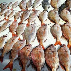 タイラバ遊漁船 ワンピース 釣果