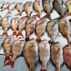 タイラバ遊漁船 ワンピース 釣果