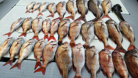 タイラバ遊漁船 ワンピース 釣果