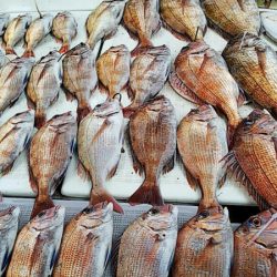 タイラバ遊漁船 ワンピース 釣果