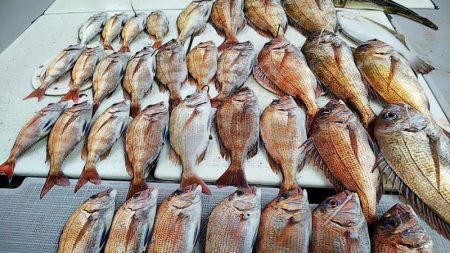 タイラバ遊漁船 ワンピース 釣果