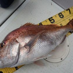 タイラバ遊漁船 ワンピース 釣果