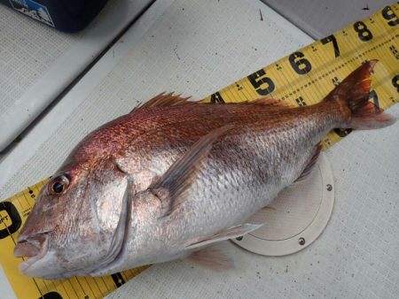 タイラバ遊漁船 ワンピース 釣果