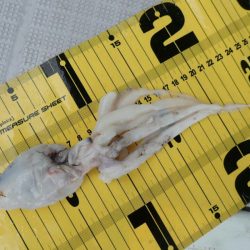 タイラバ遊漁船 ワンピース 釣果