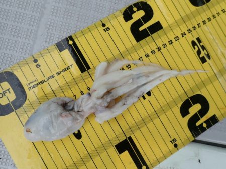 タイラバ遊漁船 ワンピース 釣果