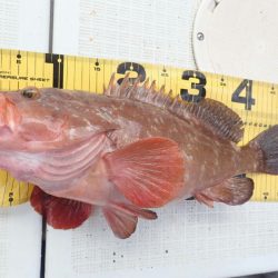 タイラバ遊漁船 ワンピース 釣果