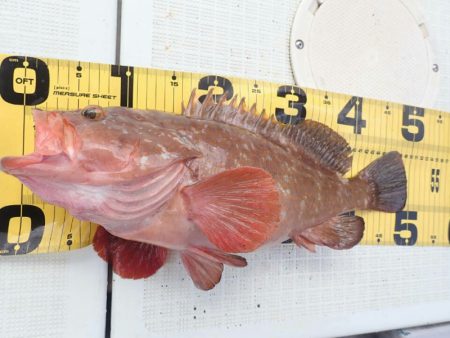 タイラバ遊漁船 ワンピース 釣果