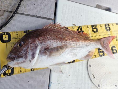 タイラバ遊漁船 ワンピース 釣果