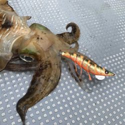 South Current 釣果