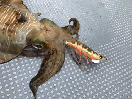 South Current 釣果