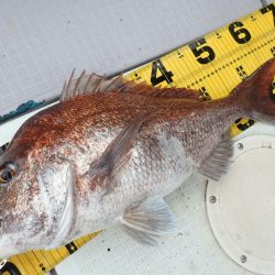 タイラバ遊漁船 ワンピース 釣果