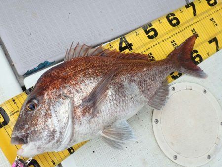 タイラバ遊漁船 ワンピース 釣果